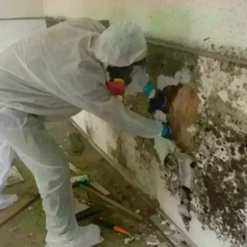 Mold Remediation and Removal in Mount Repose, OH